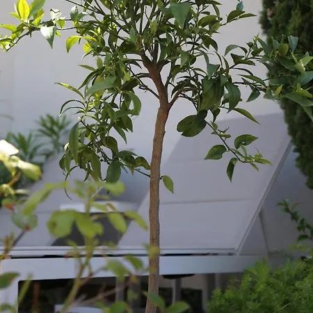 Rooftop Croisette/alexandre Iii *