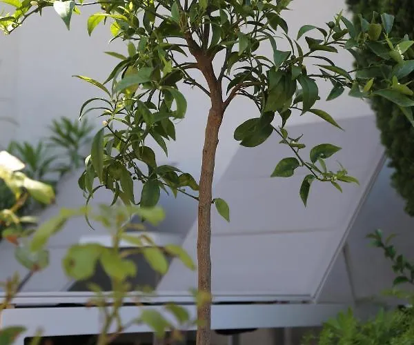 Rooftop Croisette/alexandre Iii *